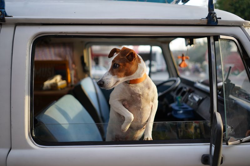 A dog looking out of a vehicle window